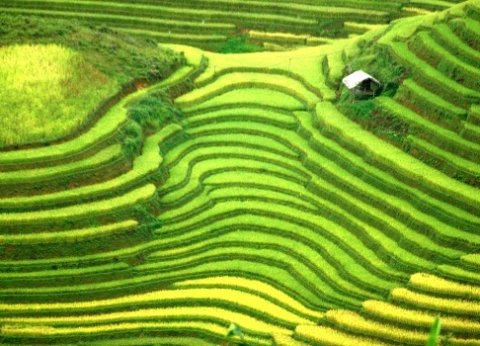 Mu Cang Chai - Vietnam